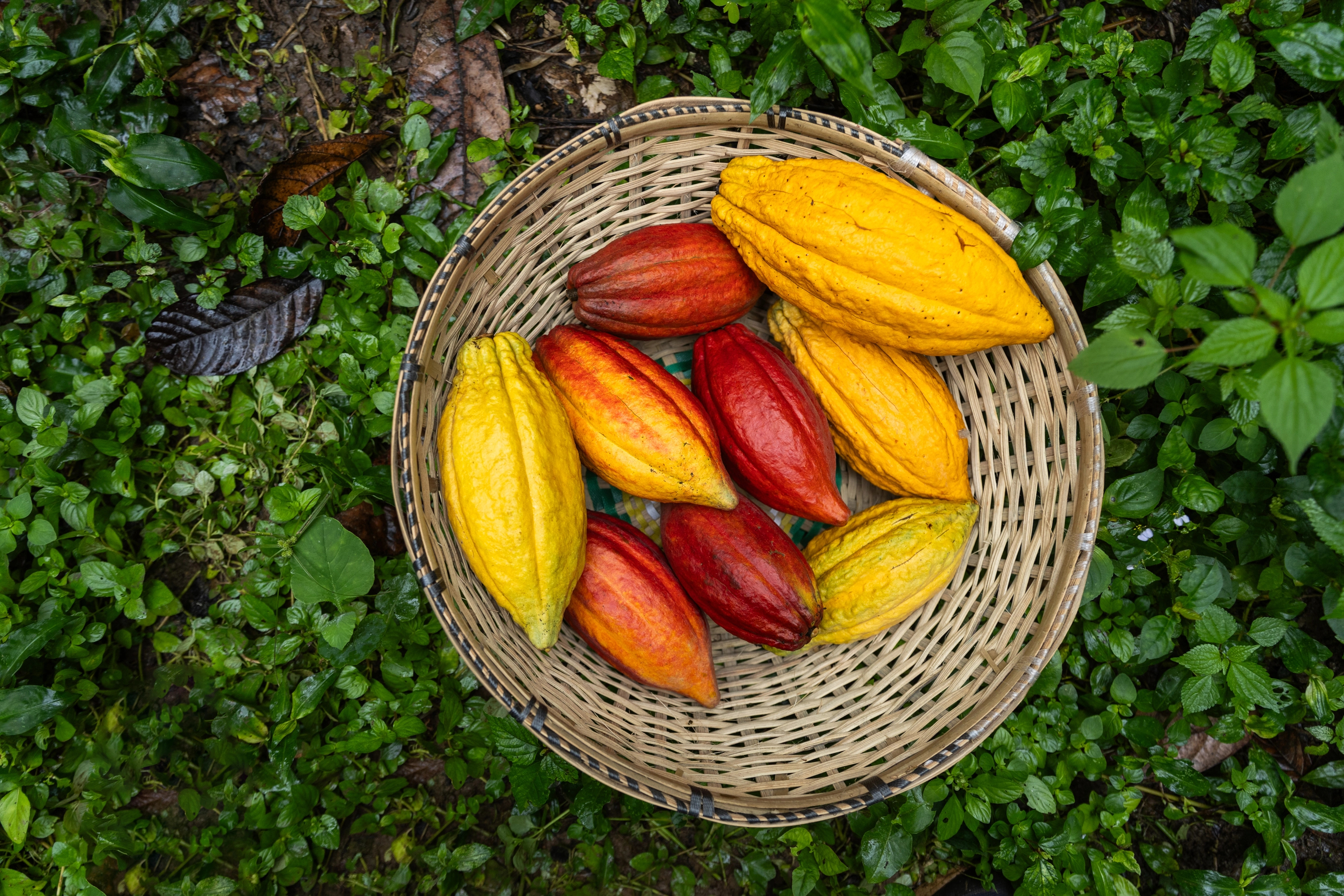 cacao